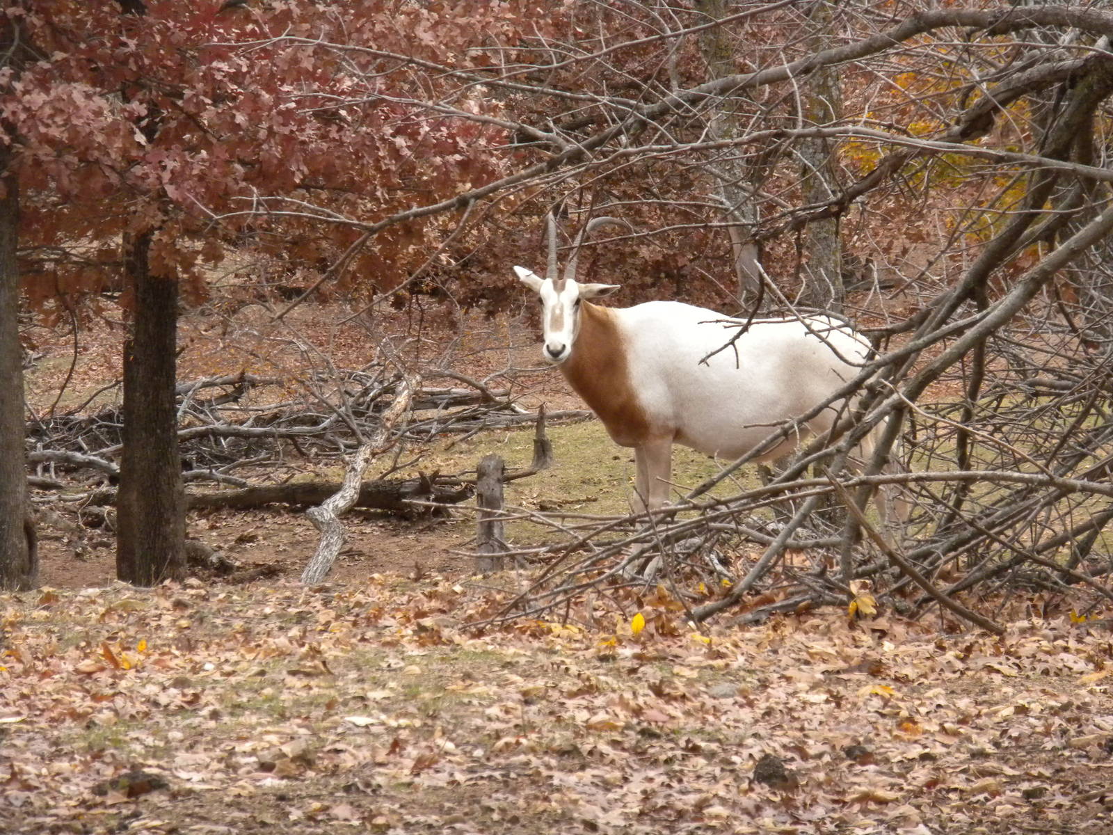 Scimitar-Horned Oryx
