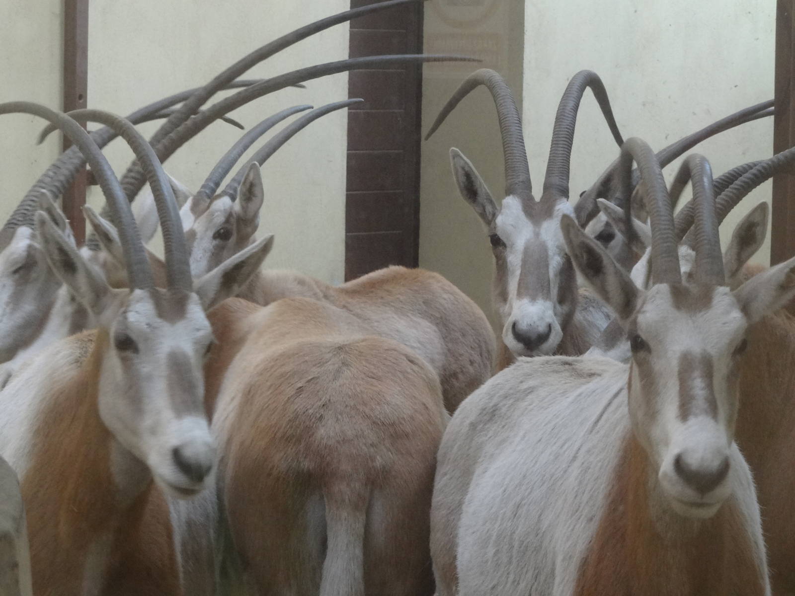 Scimitar-horned oryx