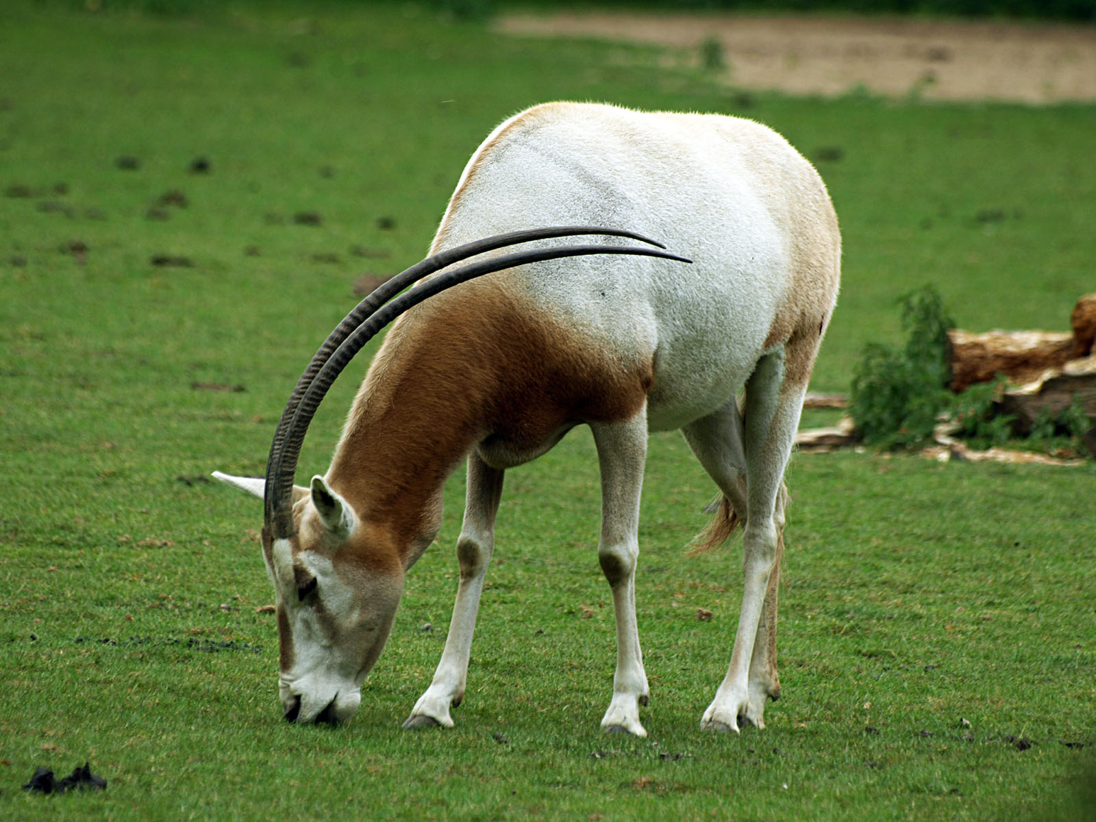 Scimitar horned oryx
