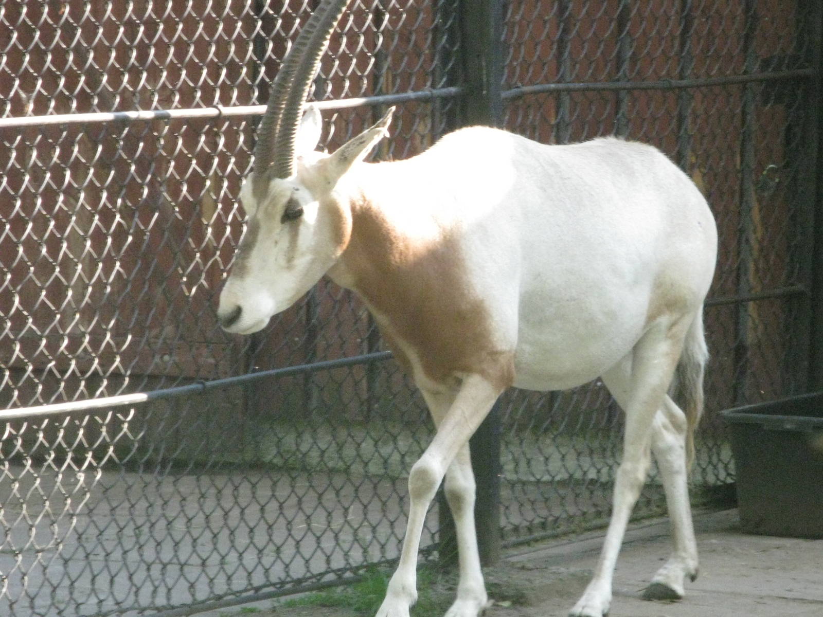 Scimitar-horned Oryx