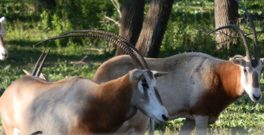 Scimitar Horned Oryx