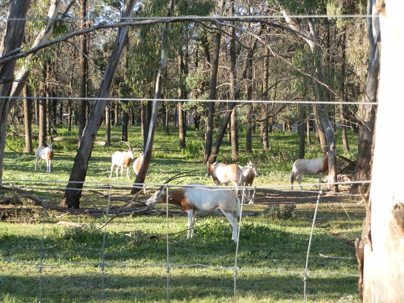 Scimitar Horned Oryx