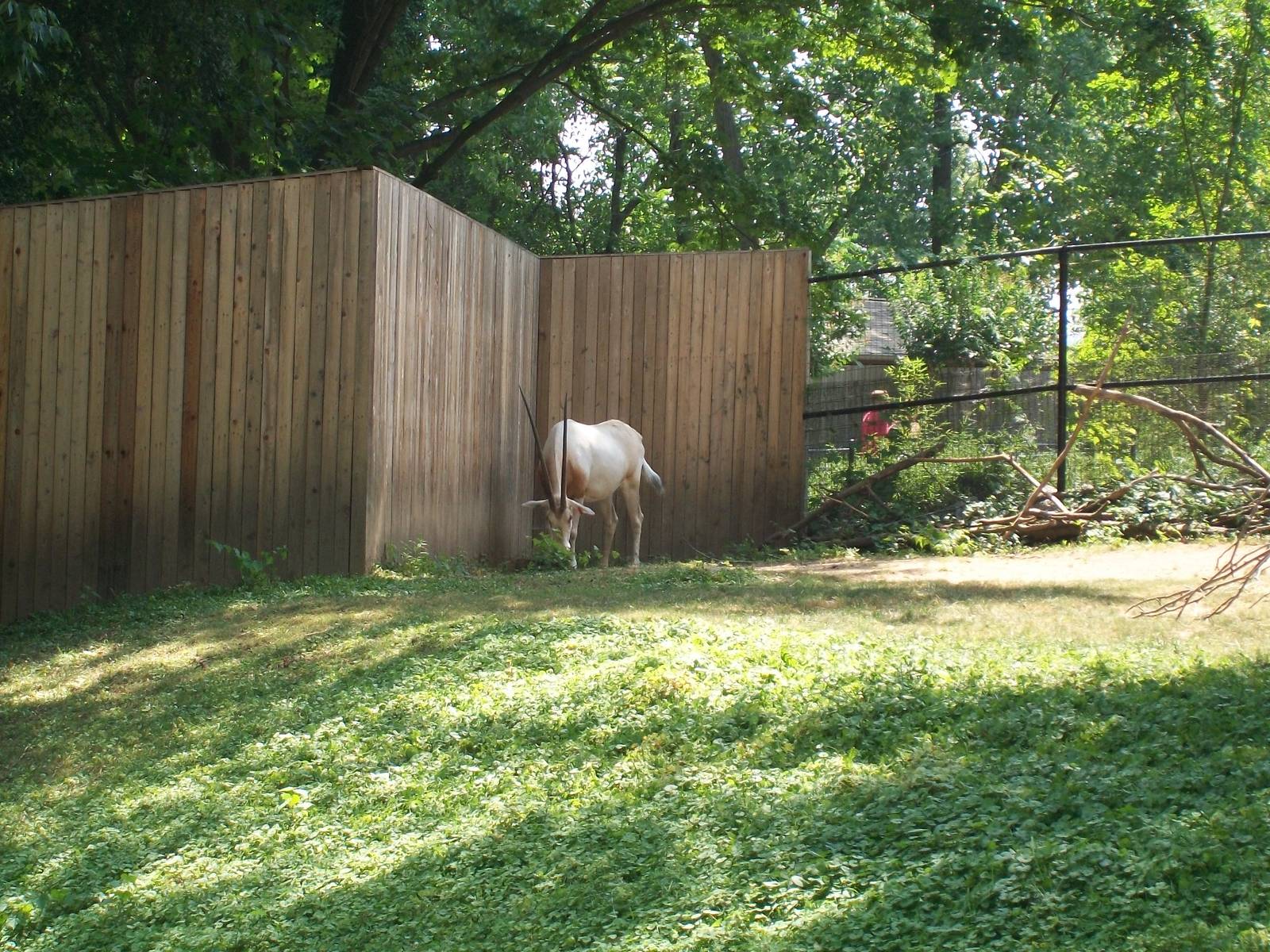 Scimitar Horned Oryx