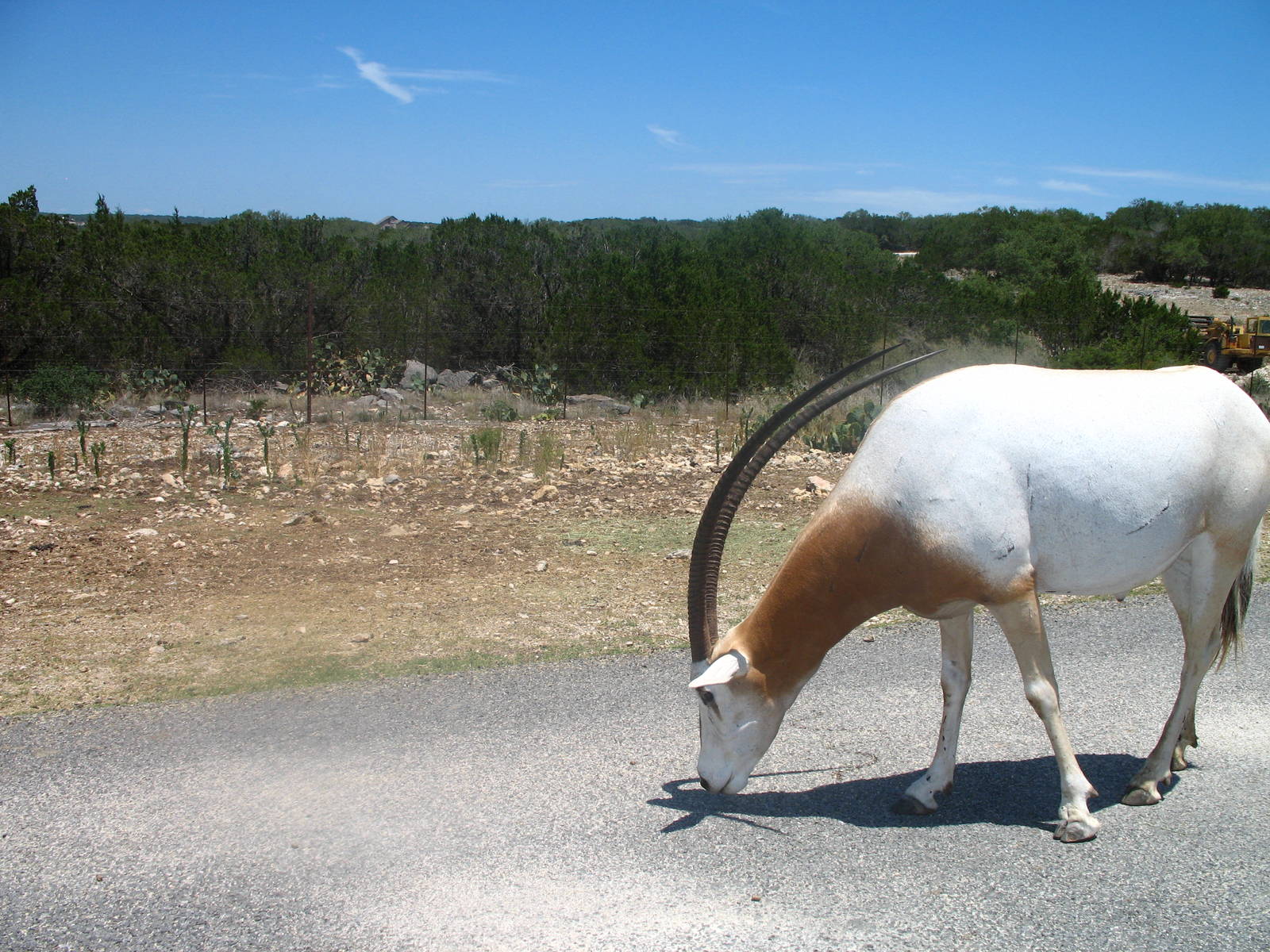 Scimitar-horned oryx