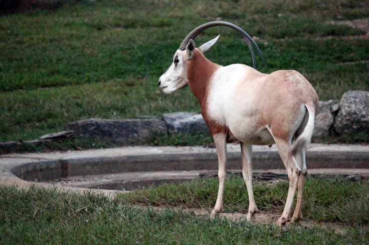 Scimitar-Horned Oryx