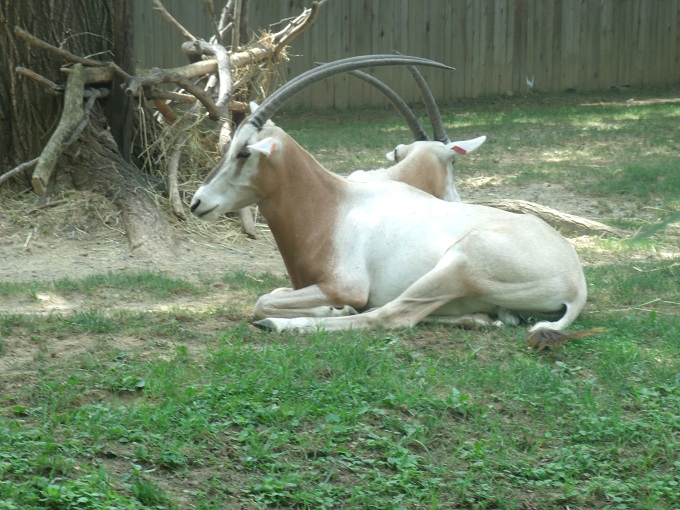 Scimitar-Horned Oryx