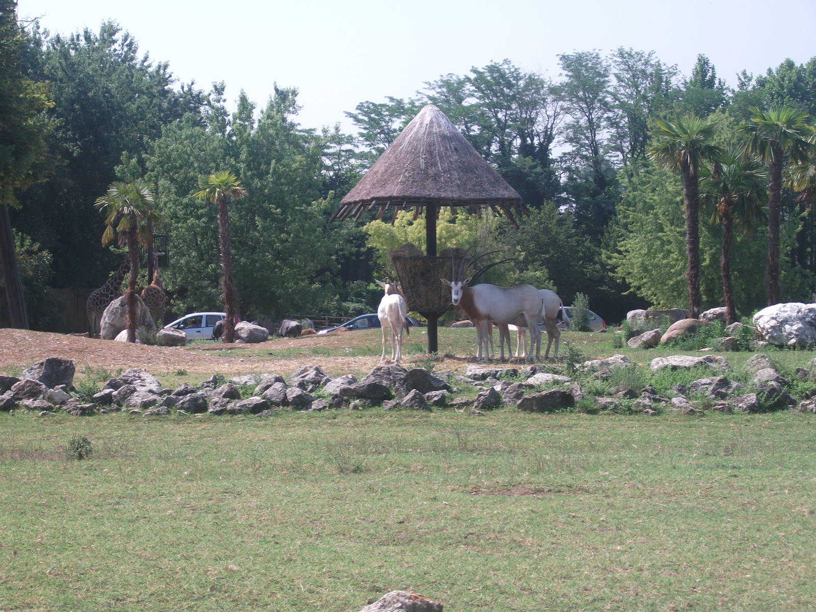 Scimitar-Horned Oryx