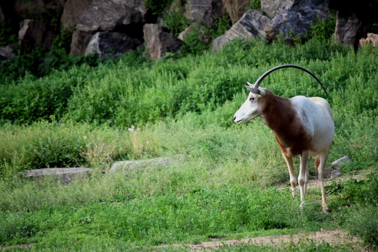 Scimitar-Horned Oryx