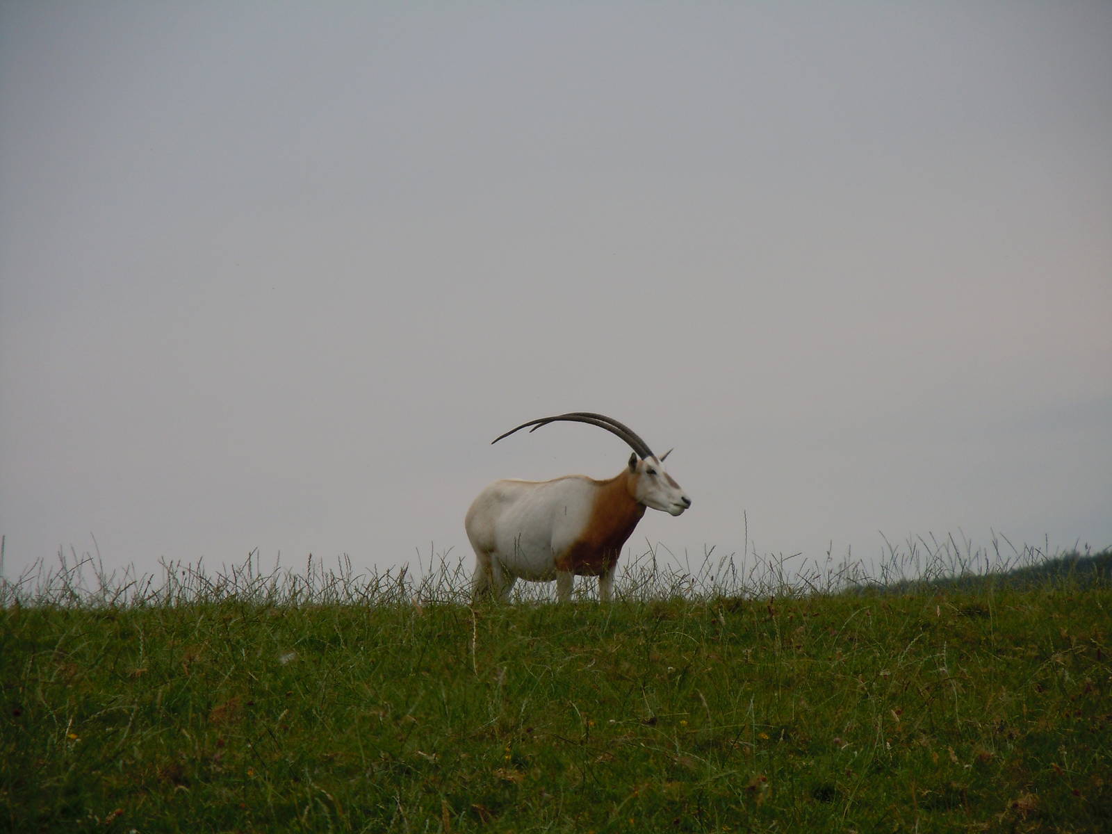 Scimitar-horned Oryx