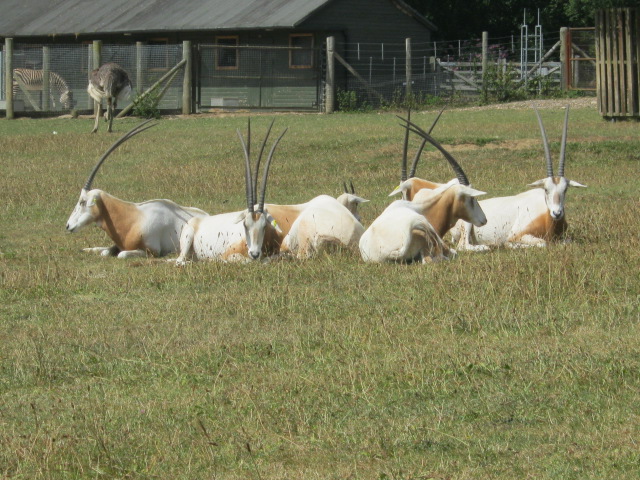 Scimitar-Horned Oryx.