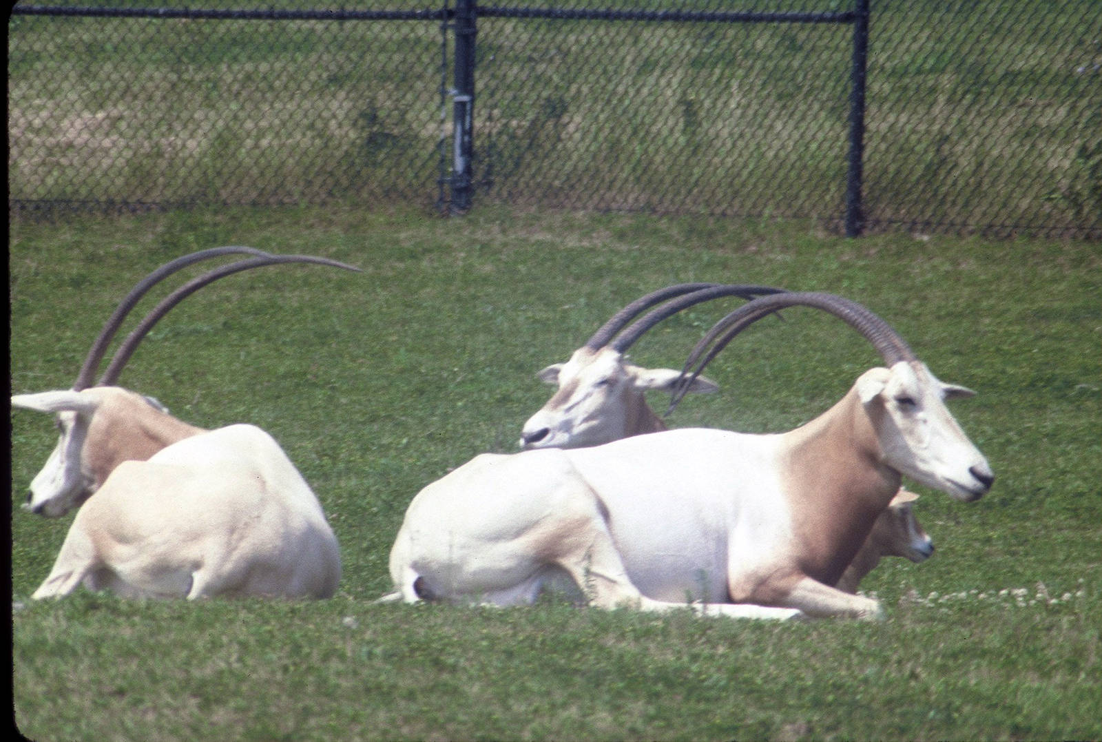 Scimitar-horned Oryx