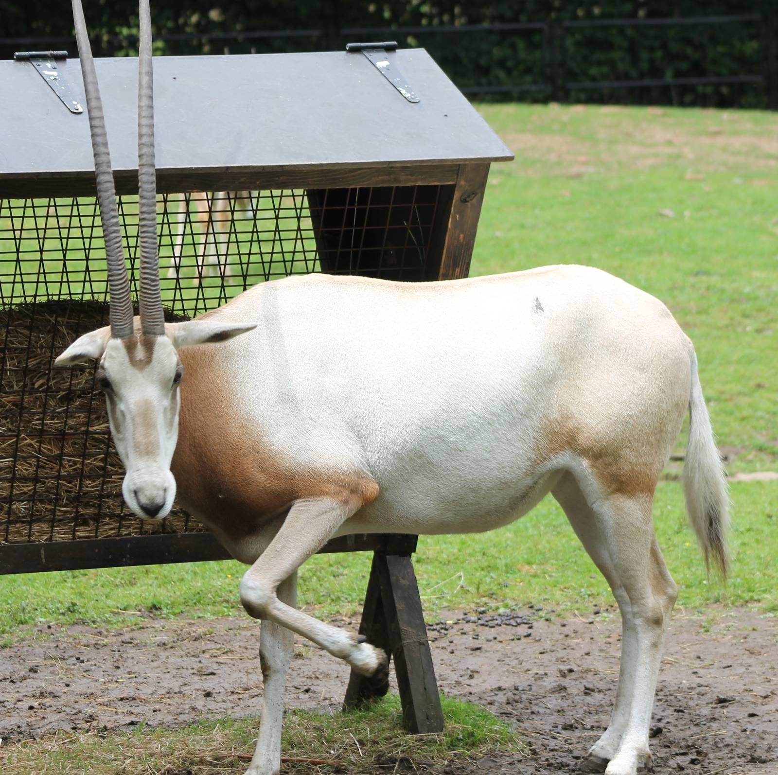 Scimitar-horned oryx
