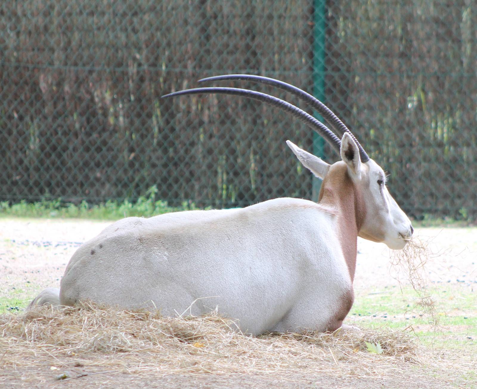 Scimitar-horned oryx