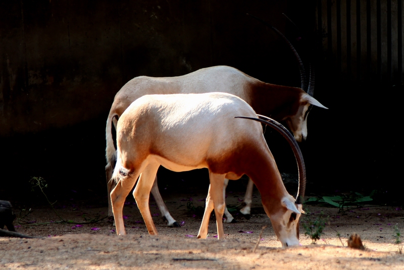 Scimitar-horned oryx