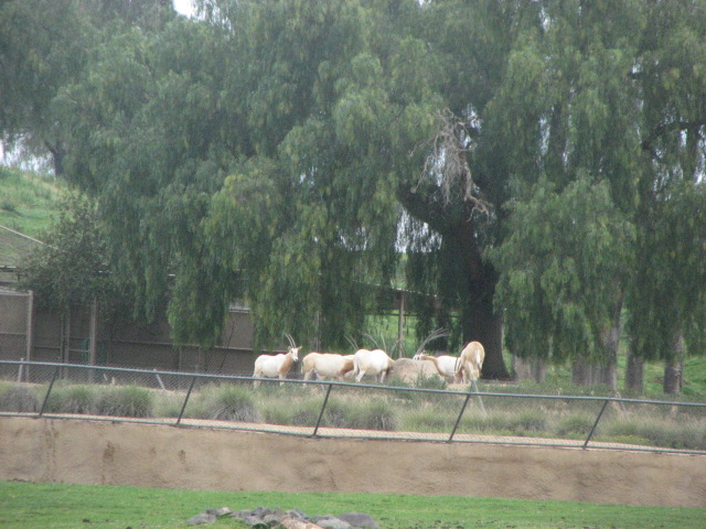 Scimitar horned oryx