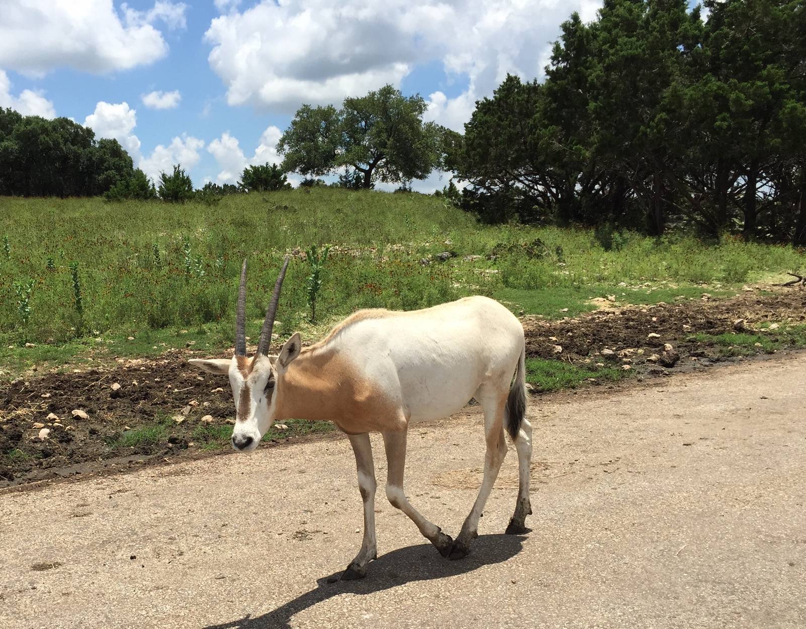 Scimitar-horned Oryx