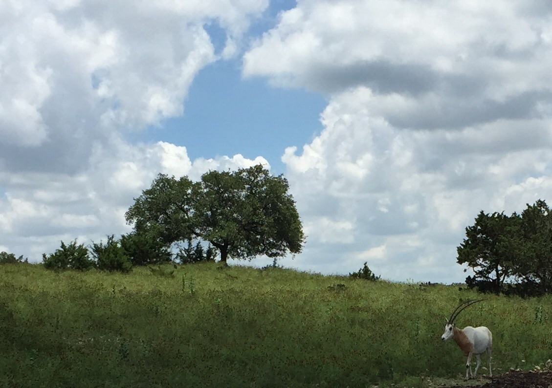 Scimitar-horned Oryx