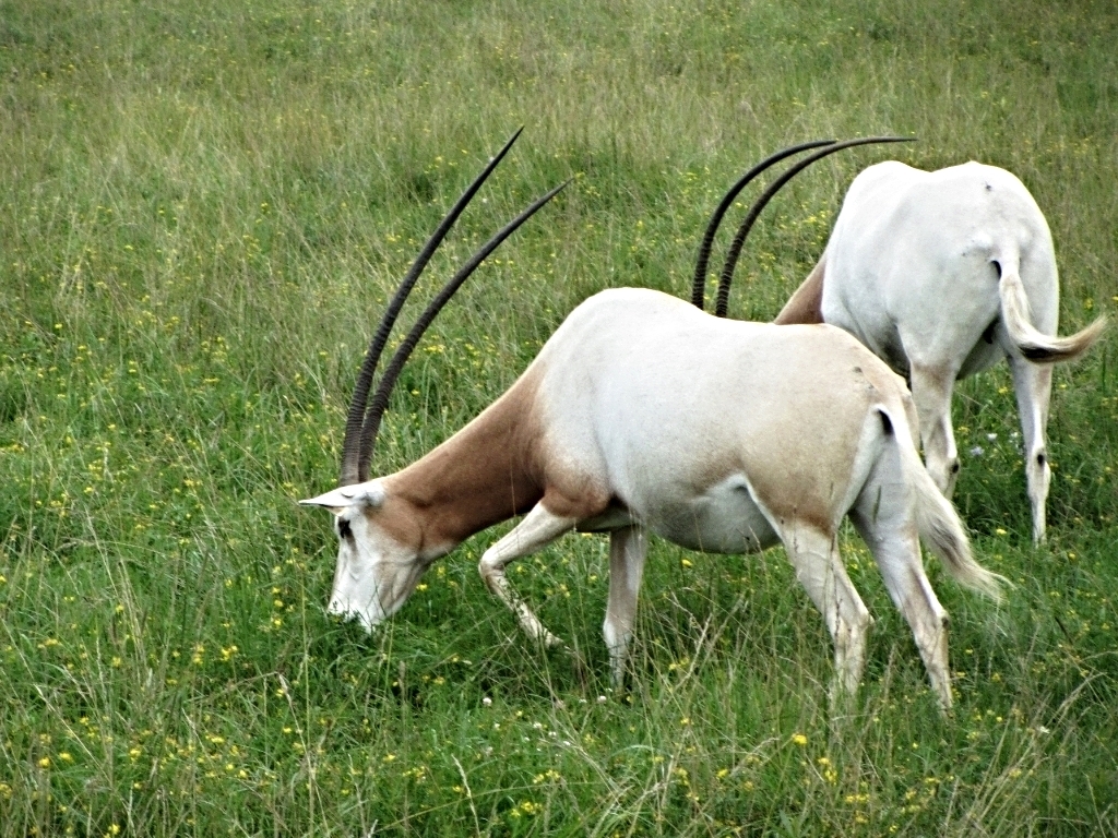 Scimitar-horned Oryx