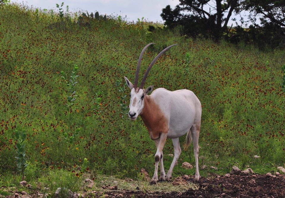 Scimitar-horned Oryx