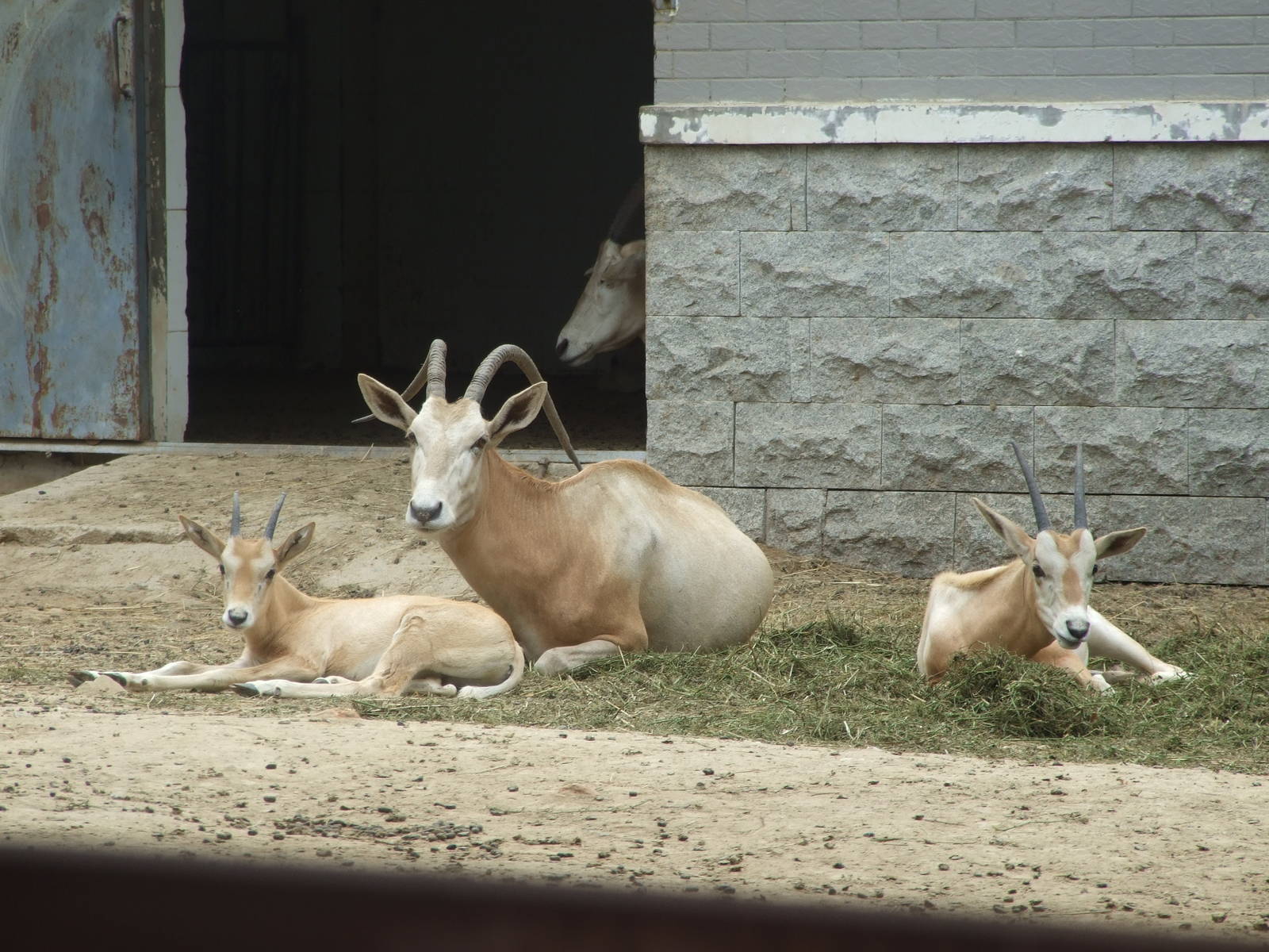 scimitar-horned oryx