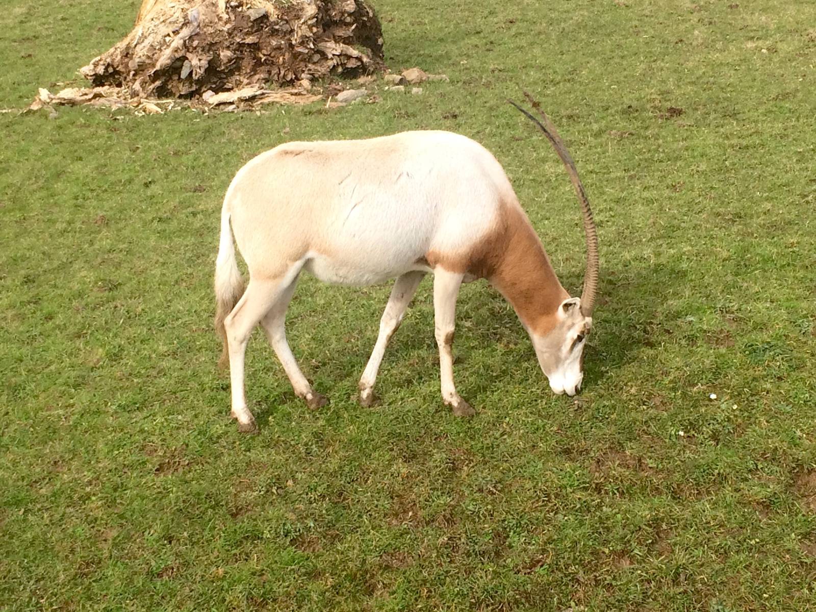 Scimitar Horned Oryx