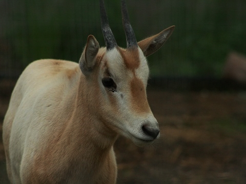 Scimitar-horned Oryx