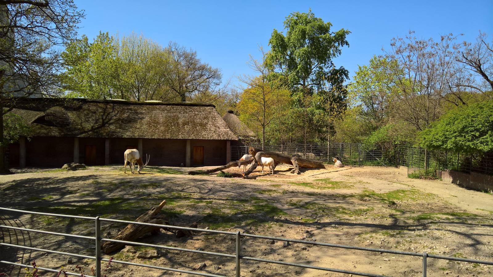 Scimitar-horned oryx
