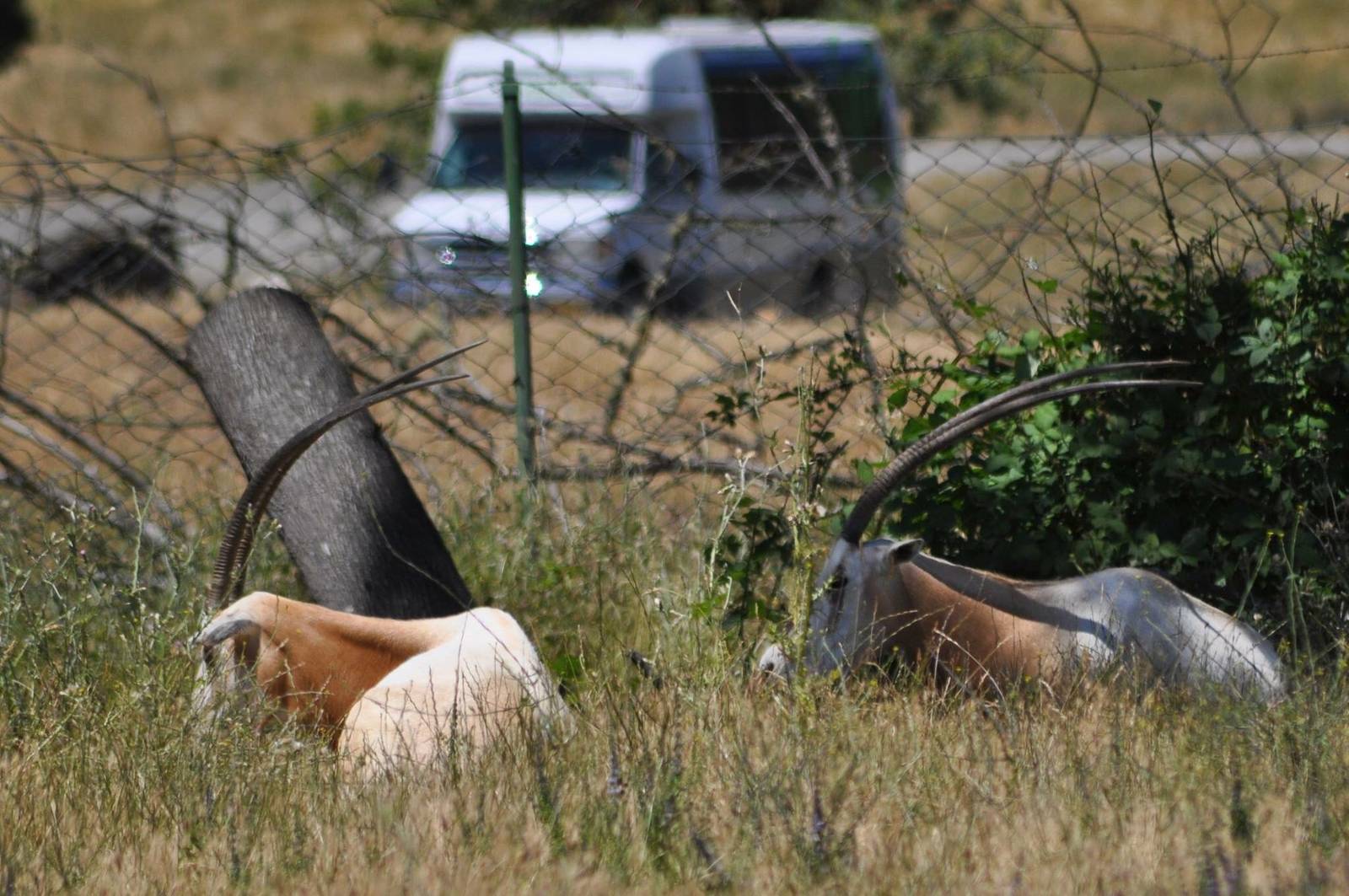 Scimitar Horned Oryx