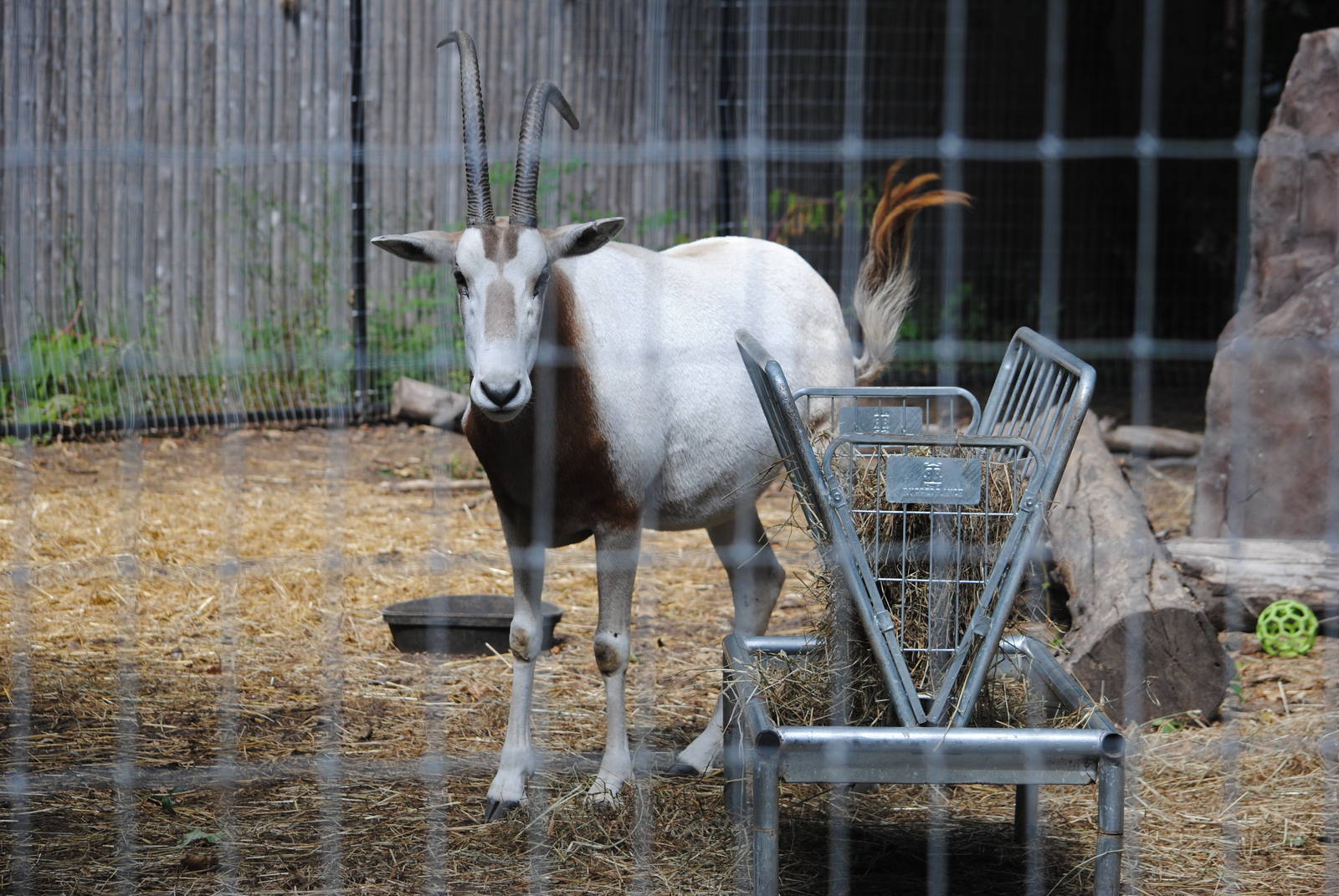 Scimitar-horned Oryx