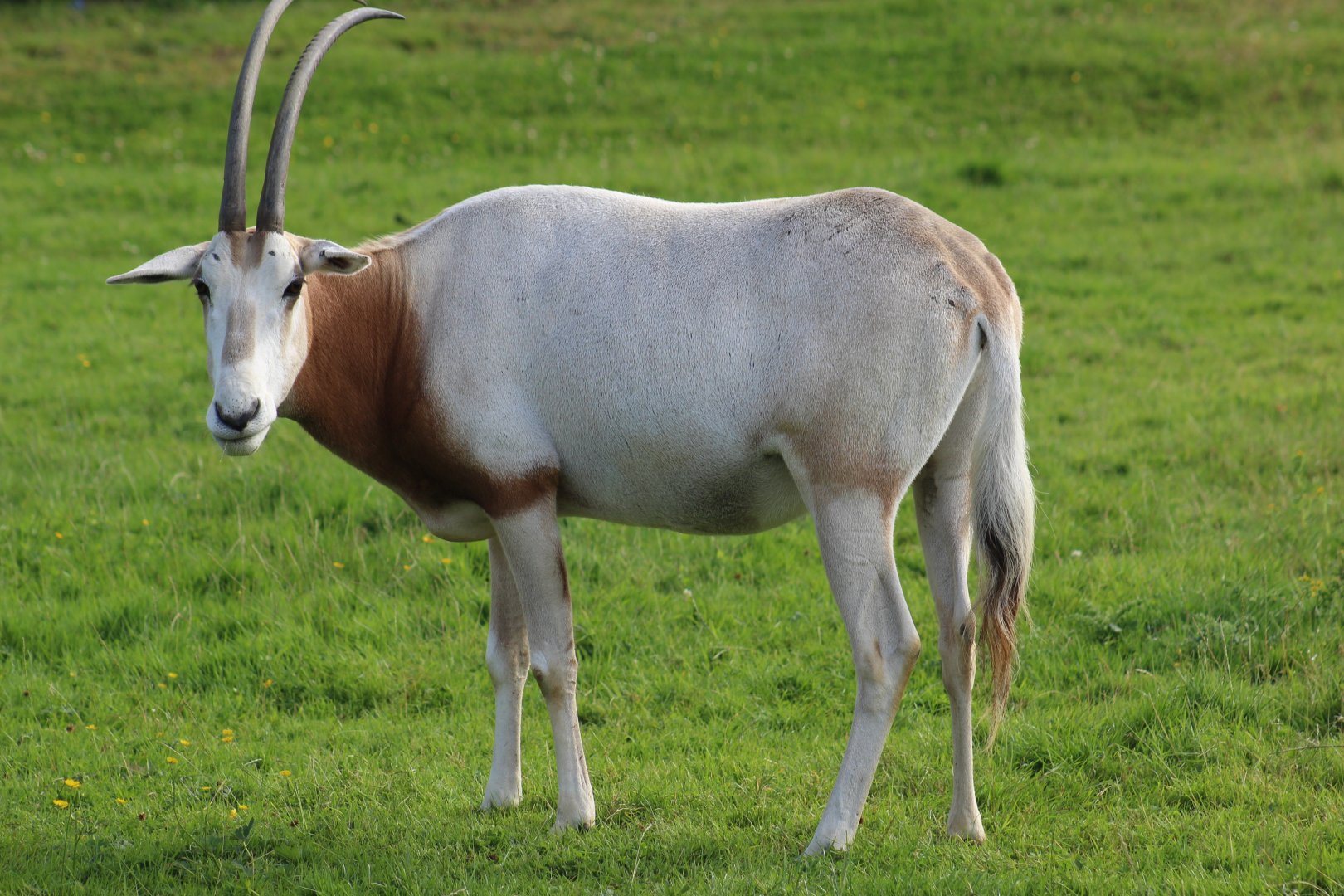 Scimitar-Horned Oryx