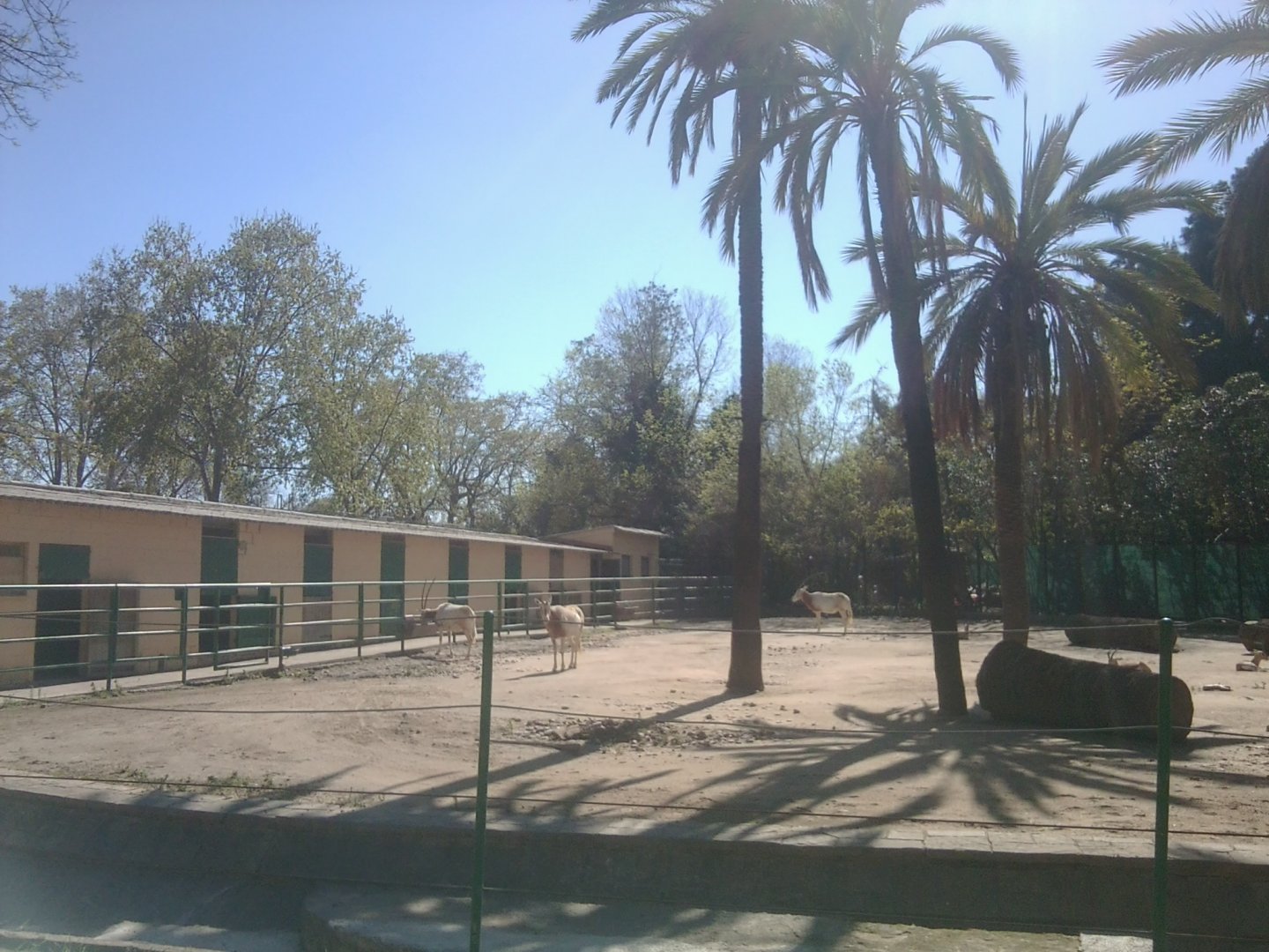 Scimitar-horned oryx