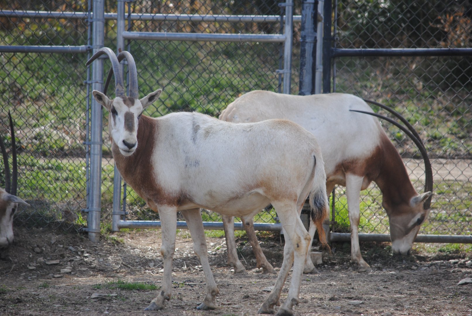 Scimitar-horned Oryx