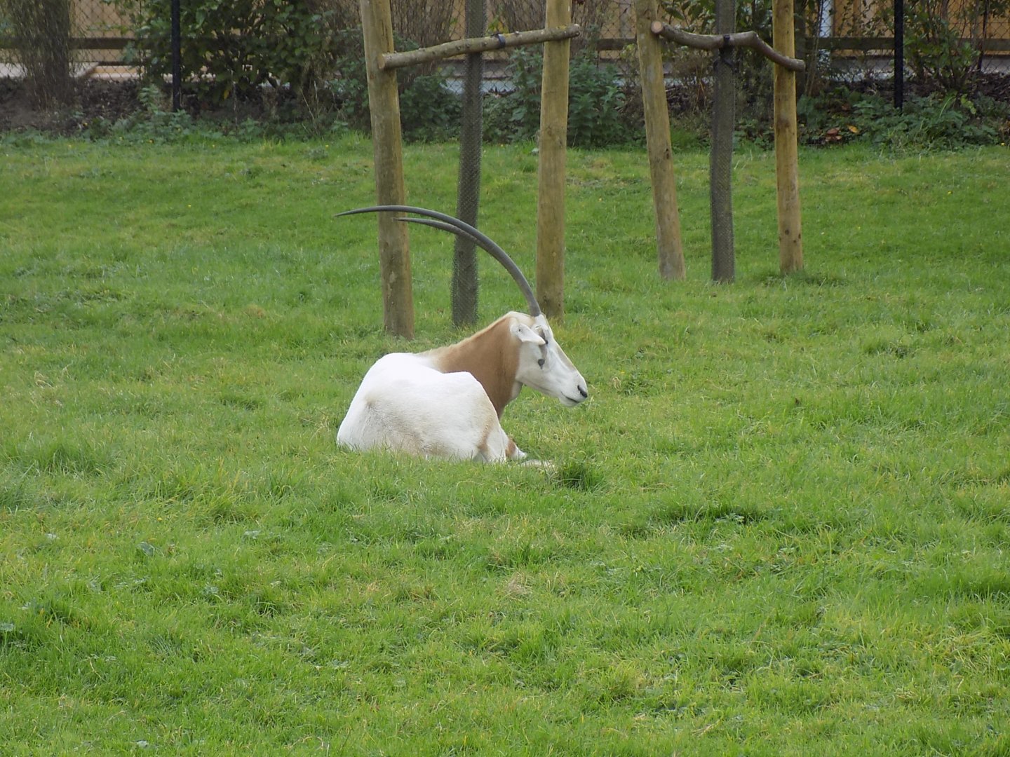 Scimitar-Horned Oryx