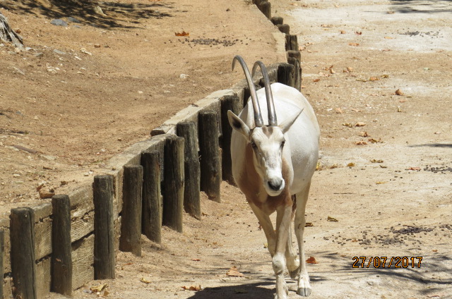 Scimitar-horned Oryx