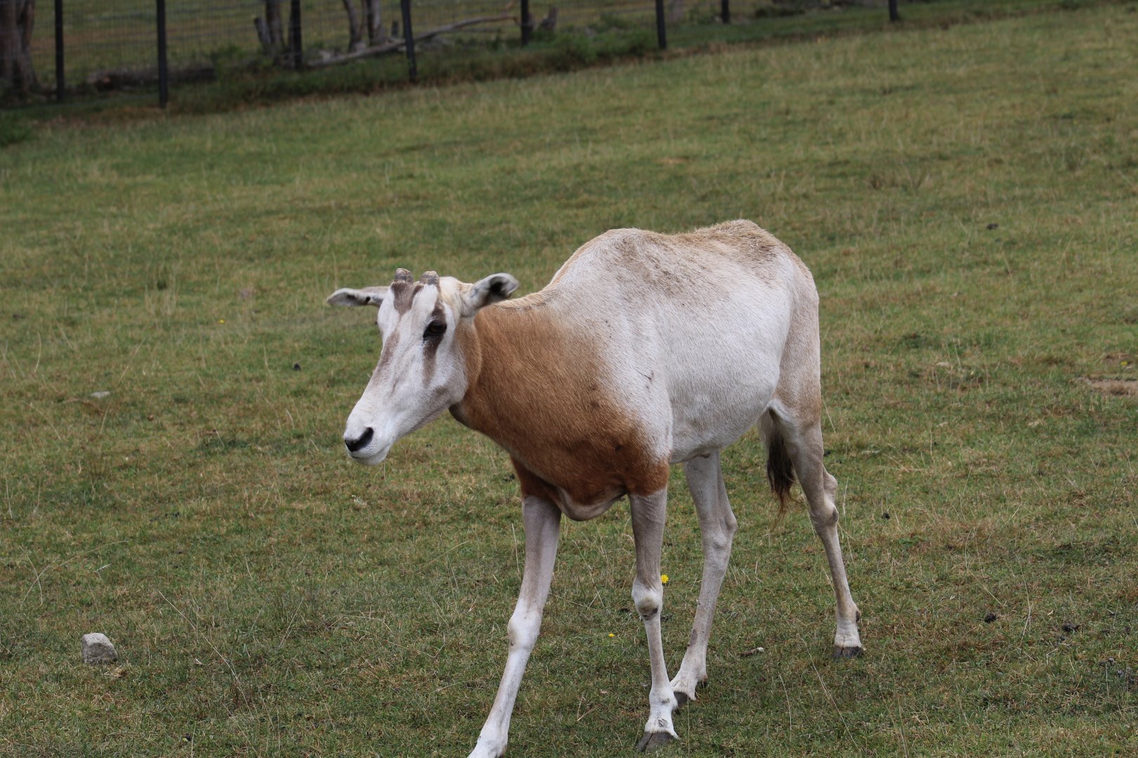 Scimitar-Horned Oryx