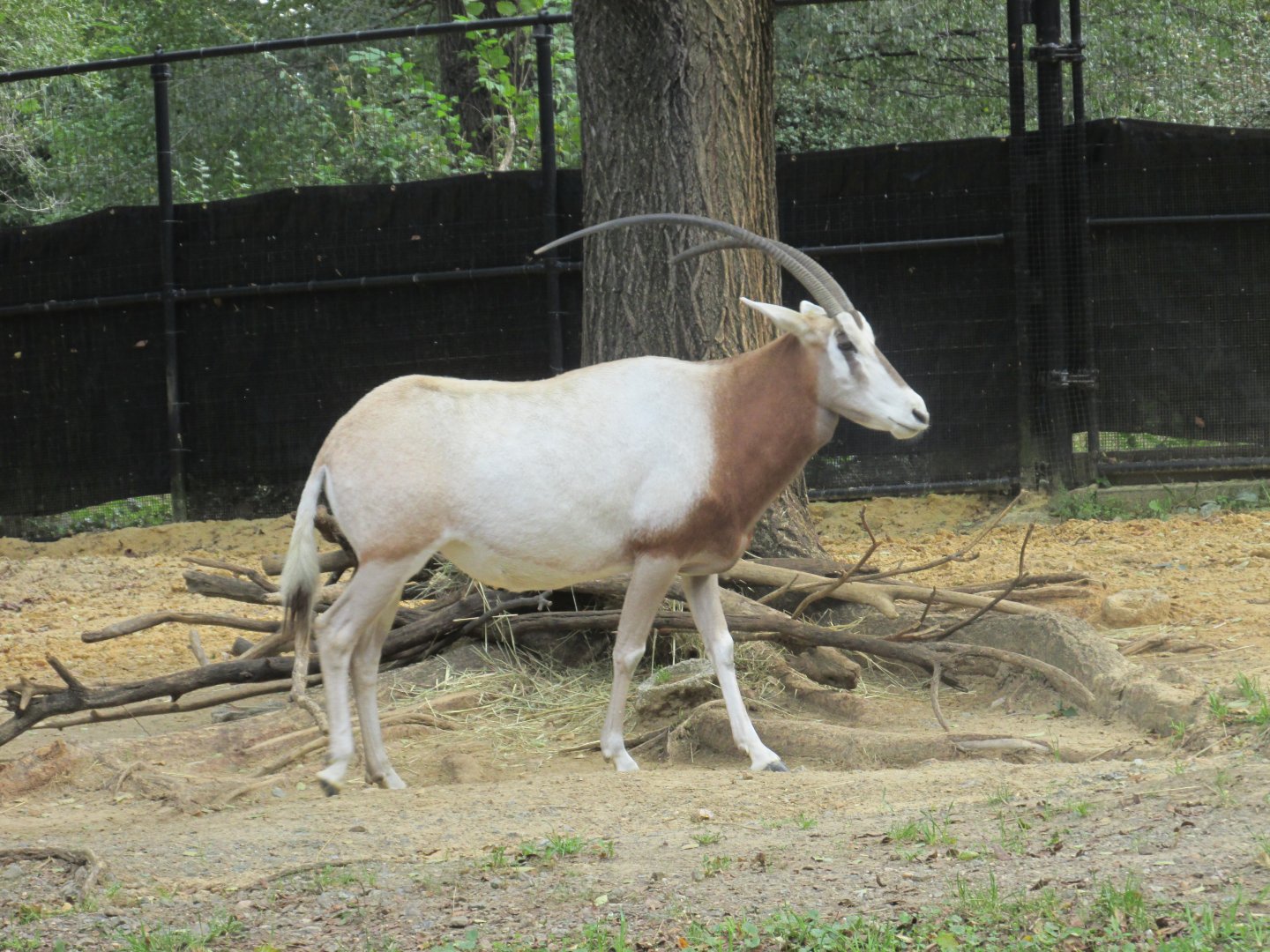 scimitar horned oryx