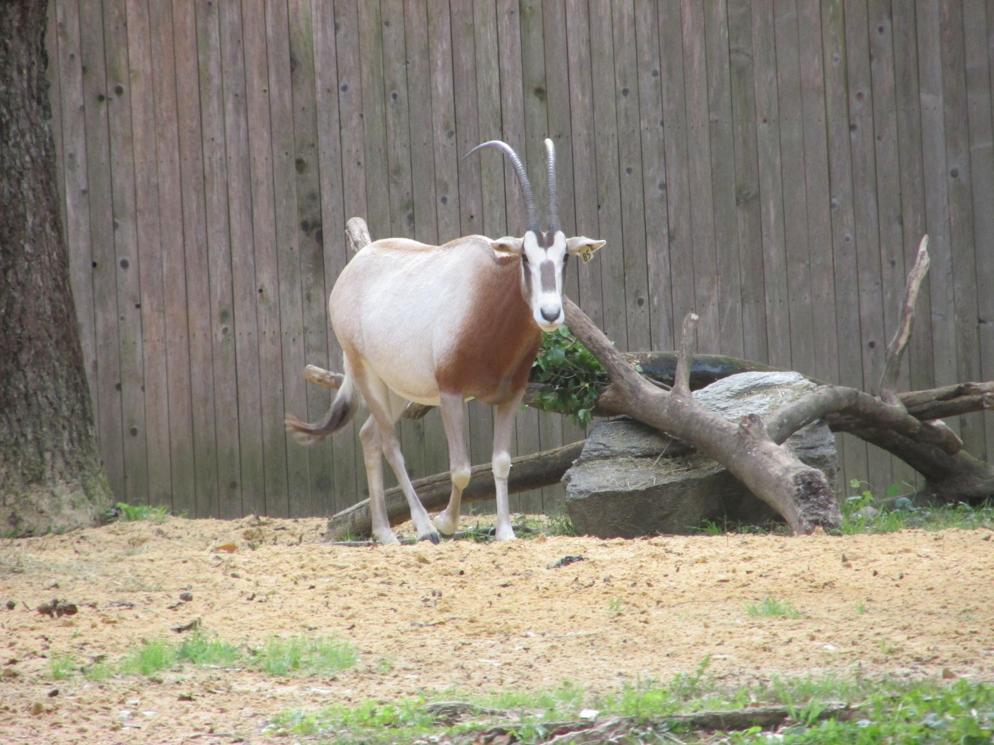 scimitar horned oryx