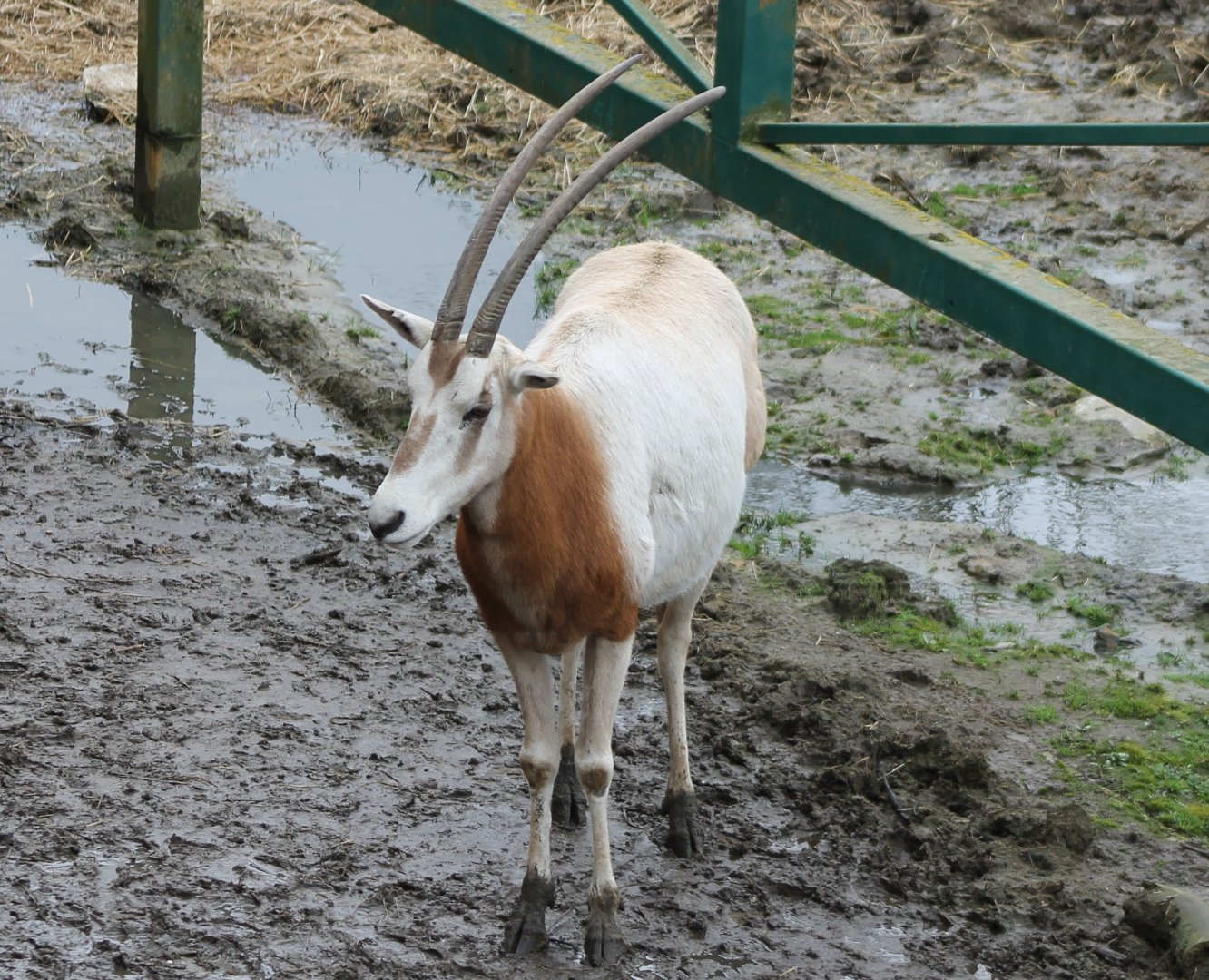 Scimitar-horned oryx