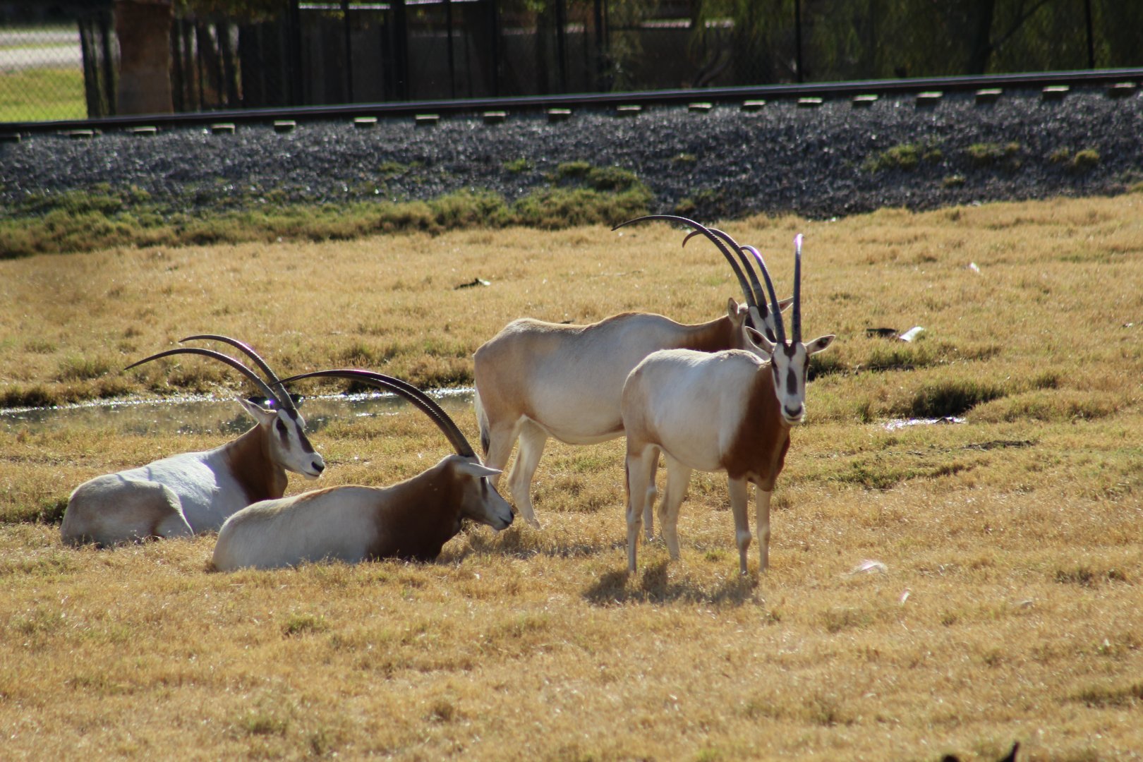 Scimitar-Horned Oryx