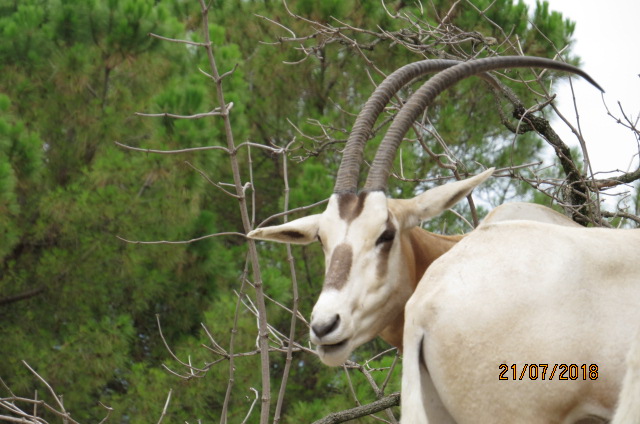Scimitar-horned Oryx