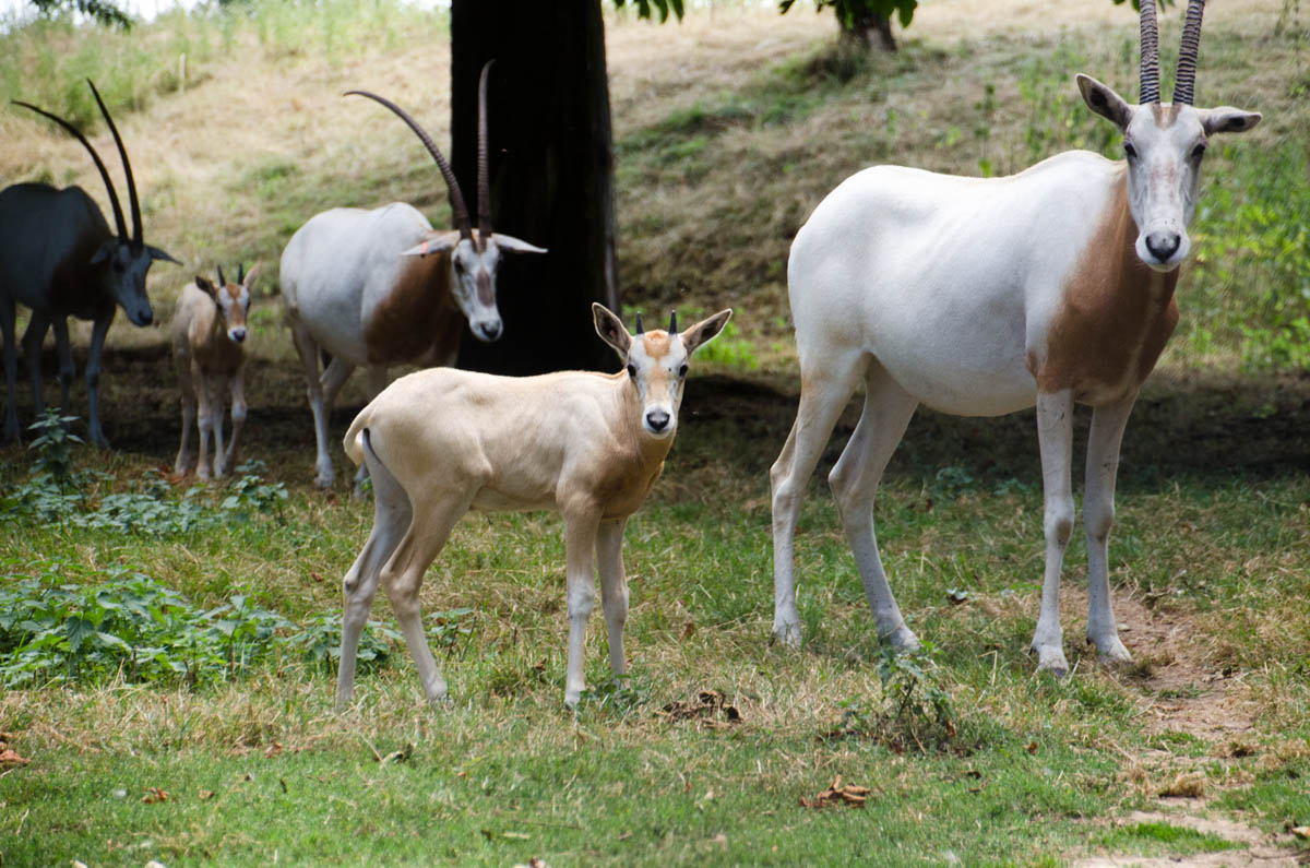 Scimitar Horned Oryx