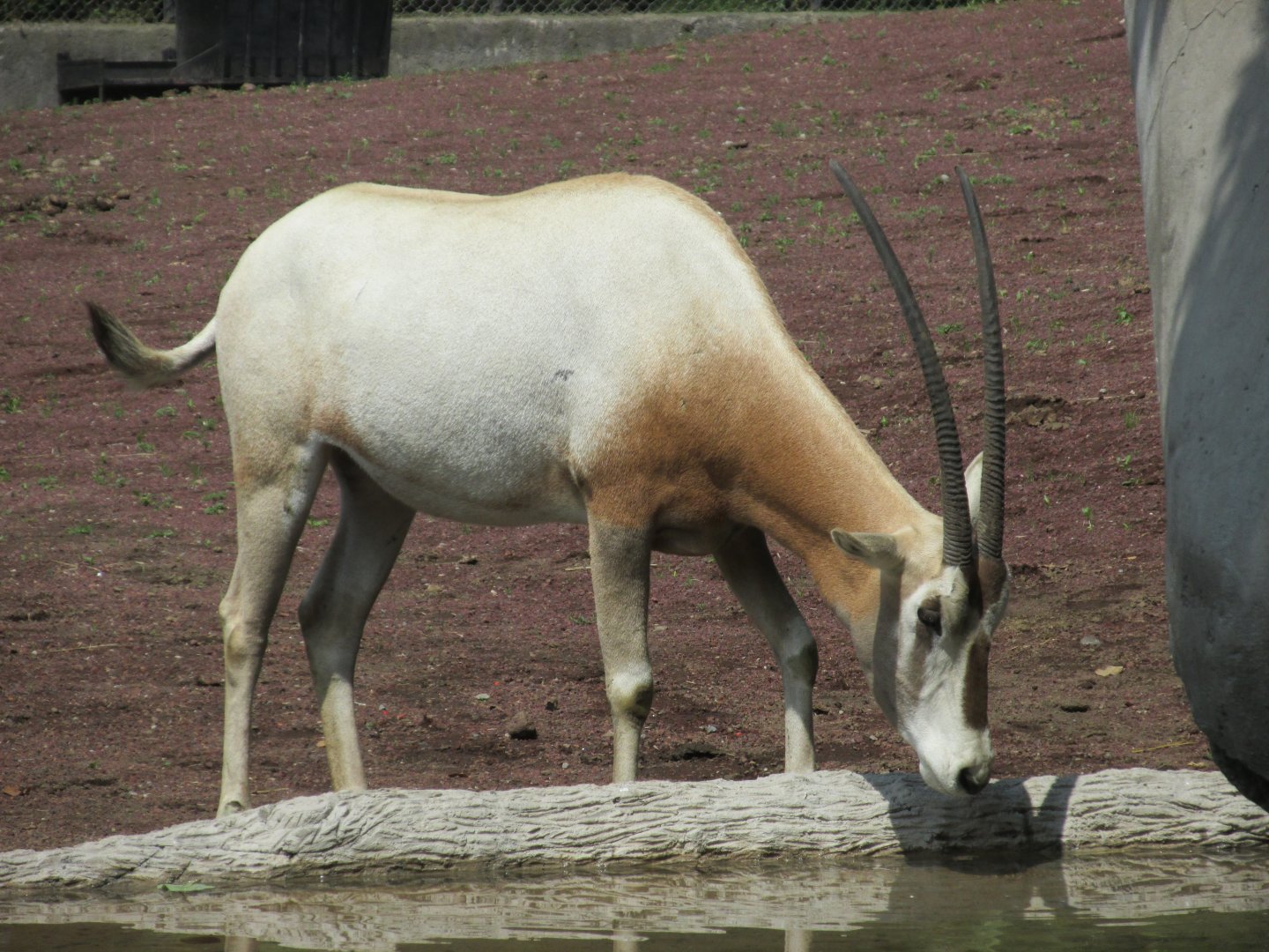 scimitar horned oryx