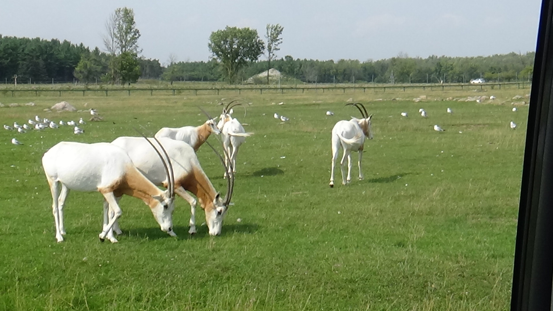 Scimitar-horned oryx