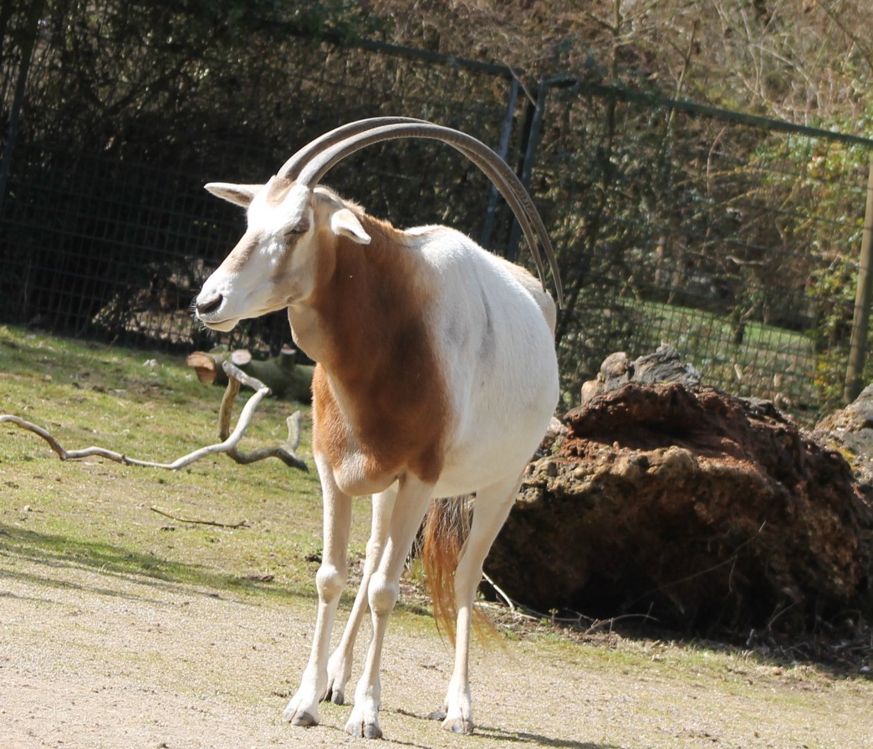 Scimitar-horned oryx