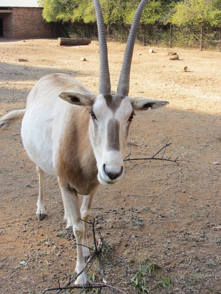 Scimitar-horned Oryx
