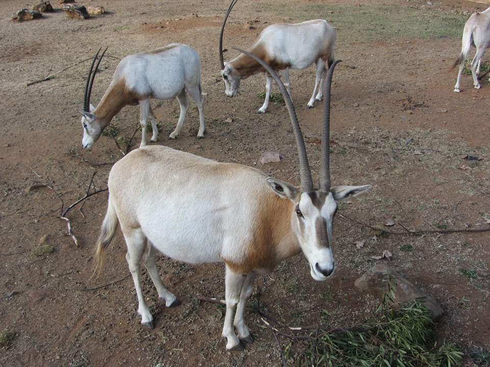 Scimitar-horned Oryx
