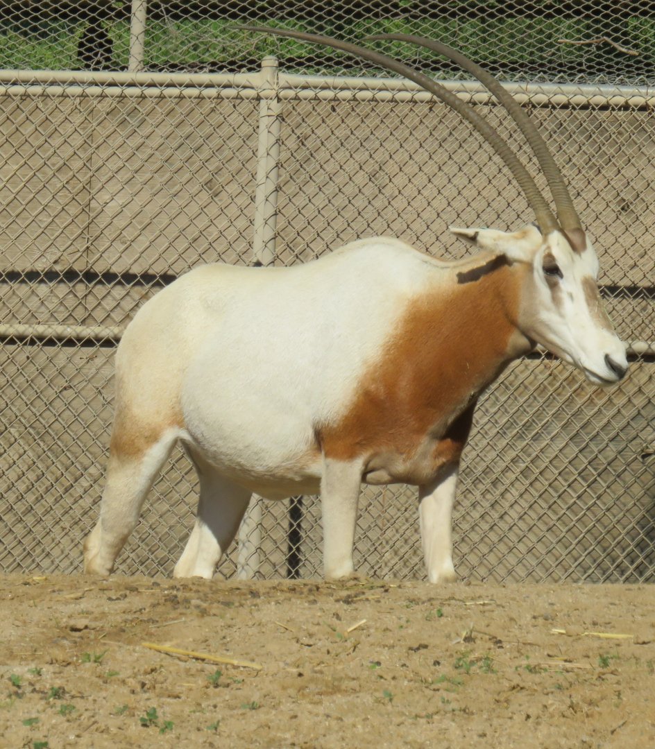 Scimitar-horned oryx