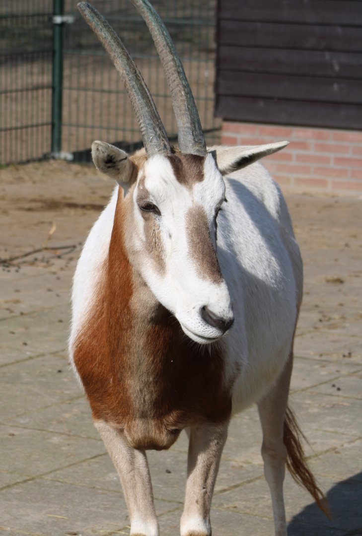 Scimitar-horned oryx