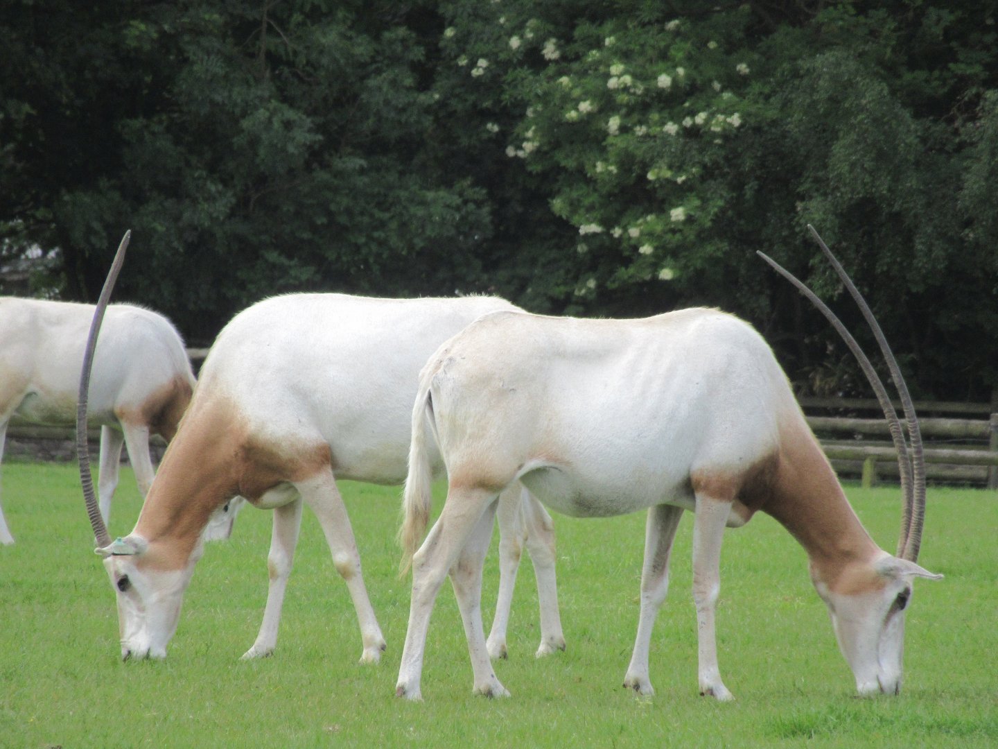 Scimitar-horned oryx