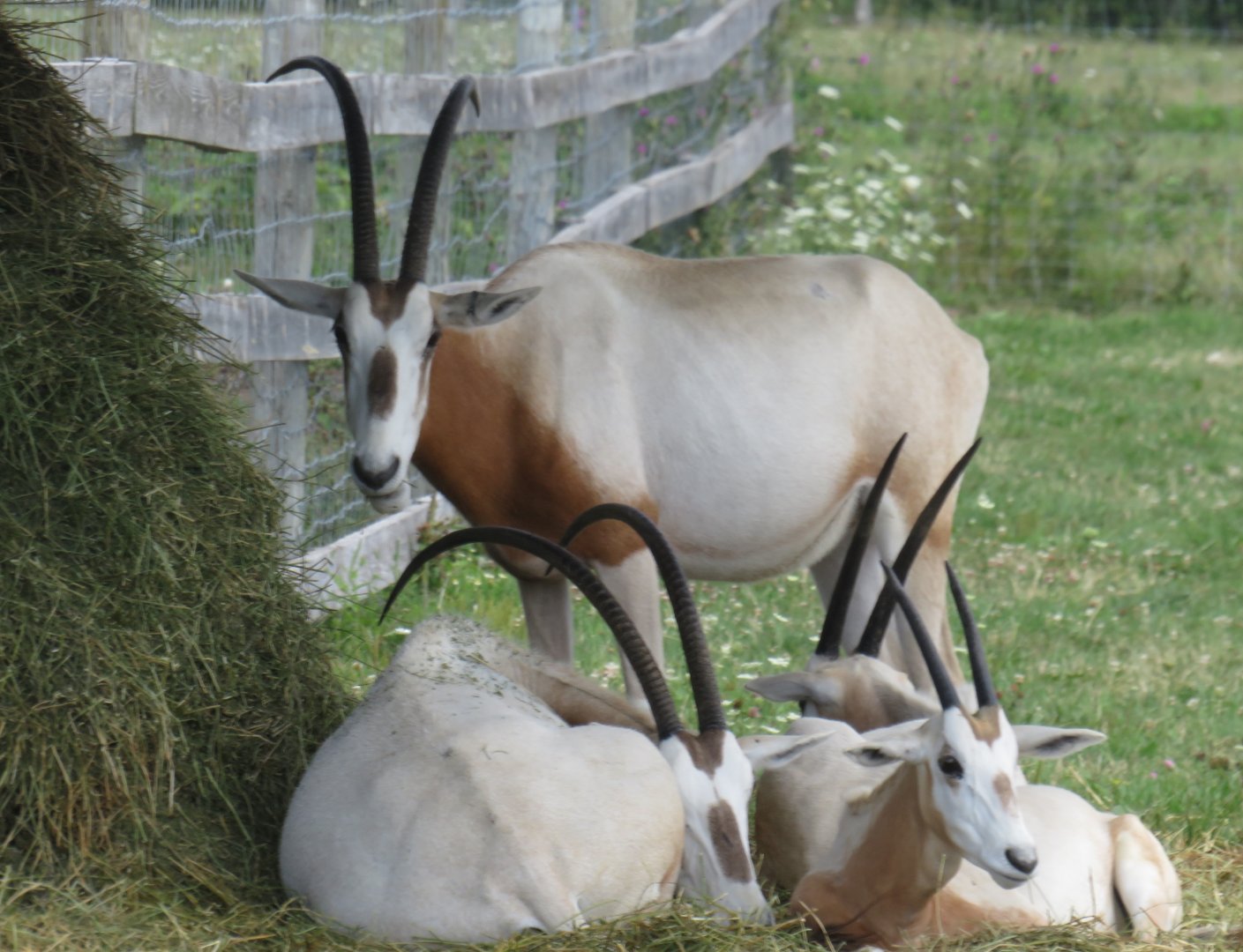 Scimitar-horned oryx